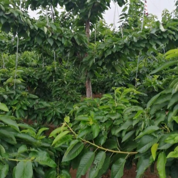 樱桃树5-6年龄
