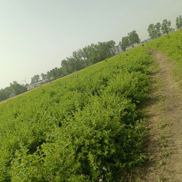六年的金银花树