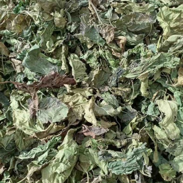 干桑叶桑皮