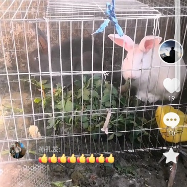 成年肉兔