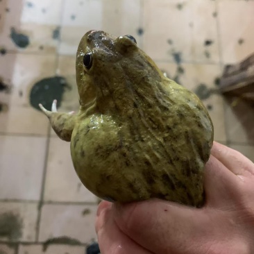 脆皮田鸡有需要的老板请联系