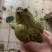 脆皮田鸡有需要的老板请联系