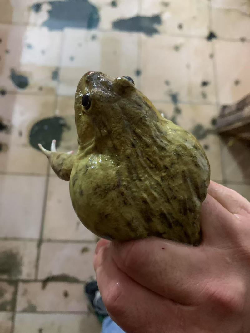 脆皮田鸡有需要的老板请联系