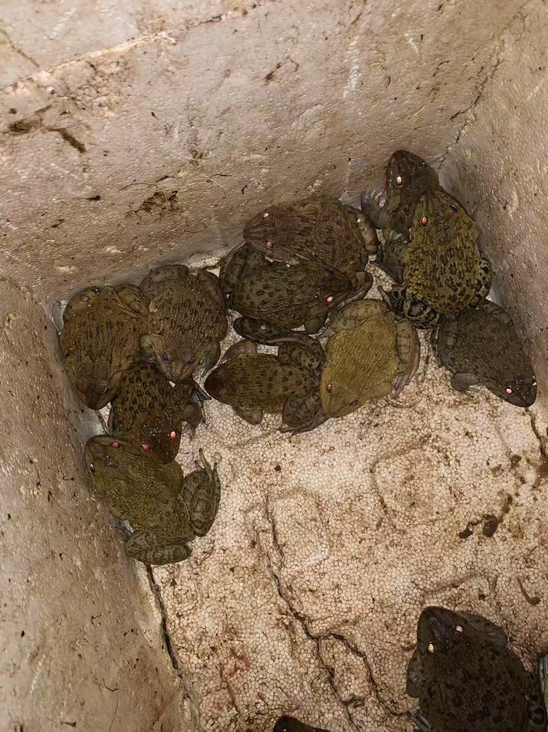 脆皮田鸡有需要的老板请联系