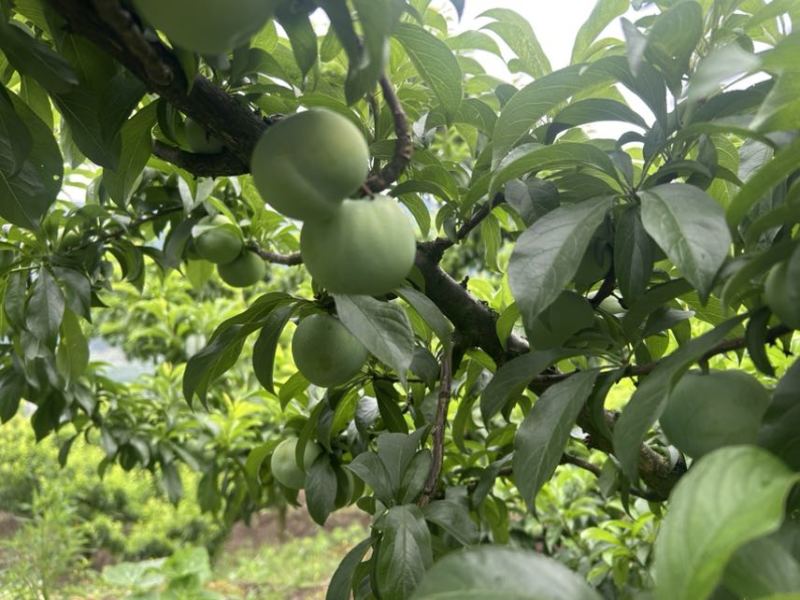 高山产区四月李墅栖山下农科示范基地高标准产区出品
