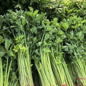 山芹香芹各种规格