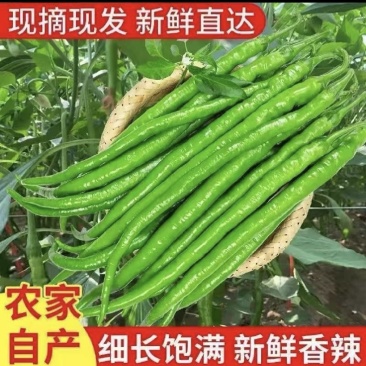 线椒