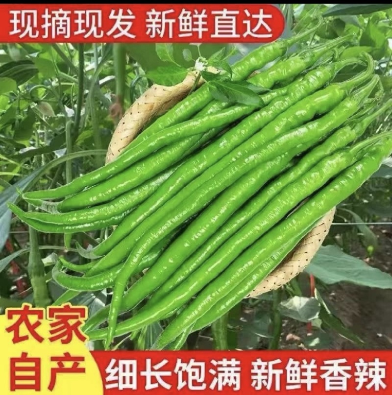 线椒