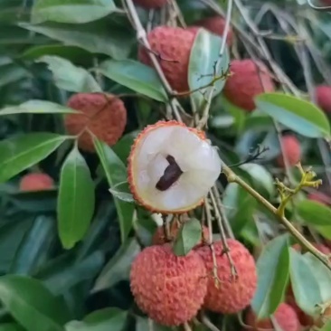 老树桂味荔枝