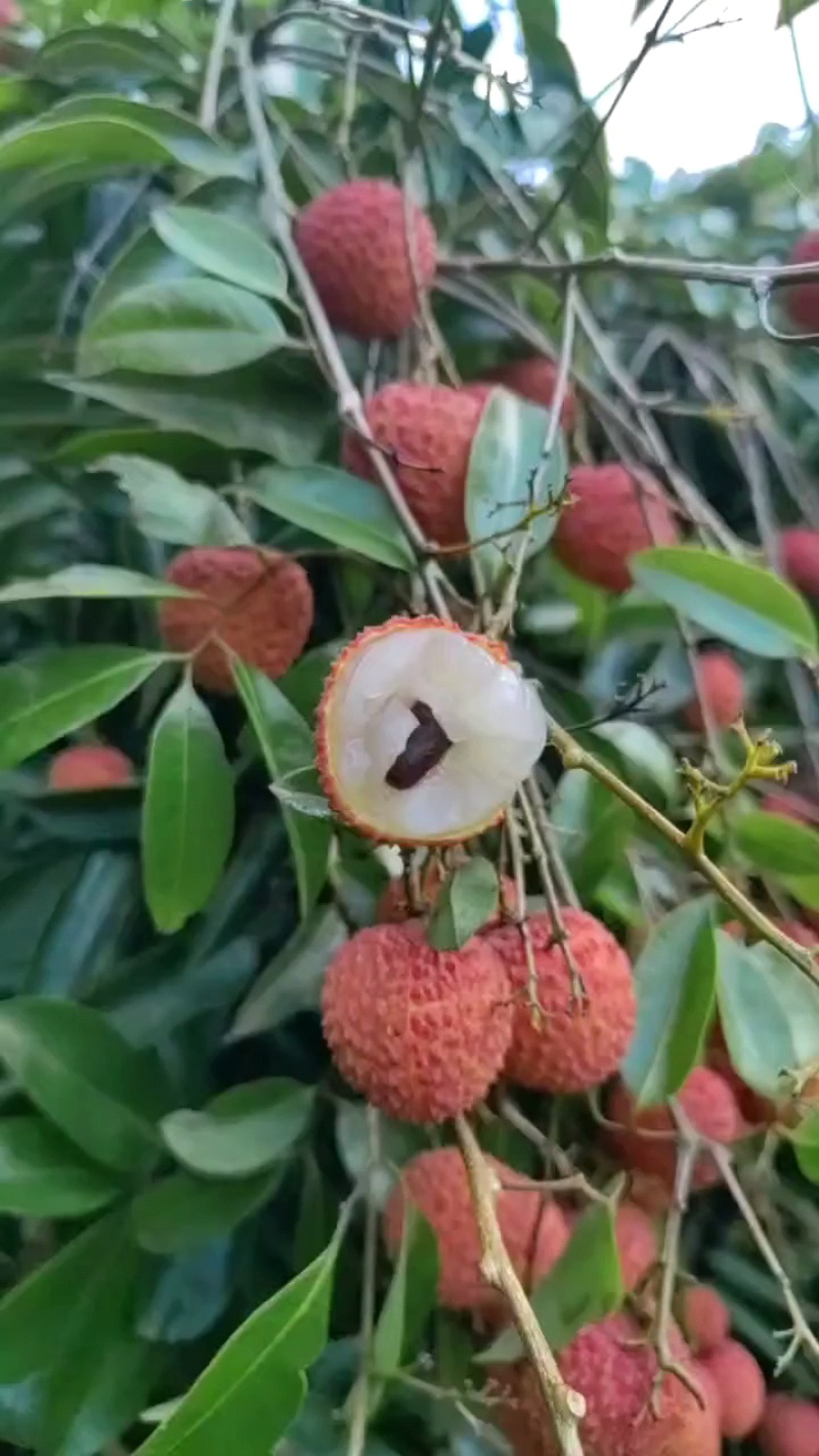 老树桂味荔枝