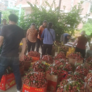 广西钦州黑叶荔