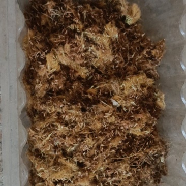 黄色芙蓉花药材