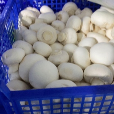 白蘑菇