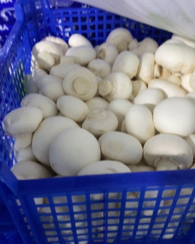 白蘑菇