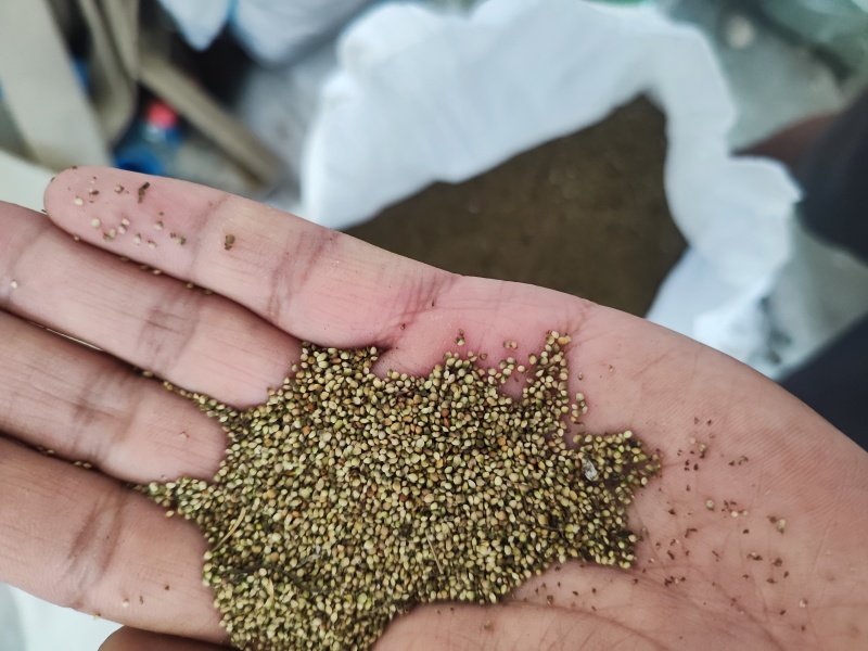 猫爪草干种