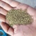 猫爪草干种