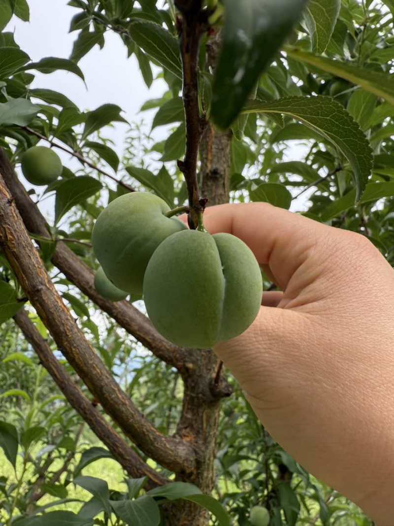 正宗原产地六马蜂糖李清香脆甜