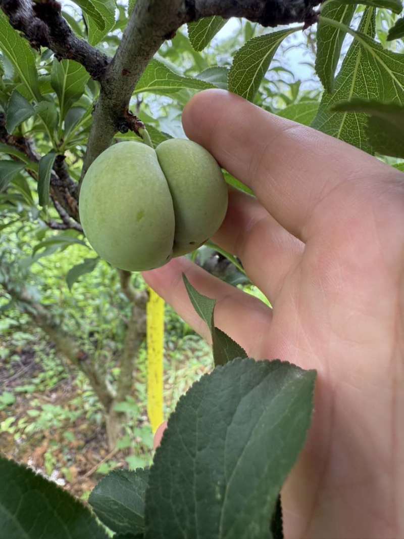 正宗原产地六马蜂糖李清香脆甜