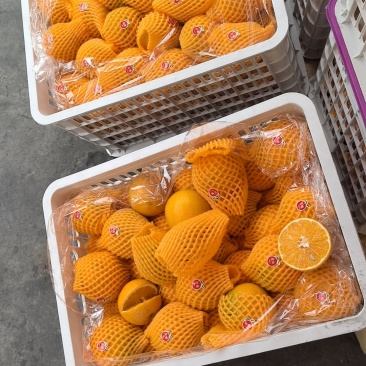 夏橙