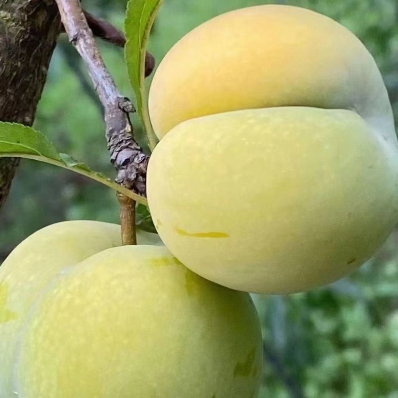 蜂糖李