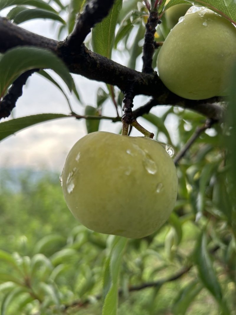 蜂糖李