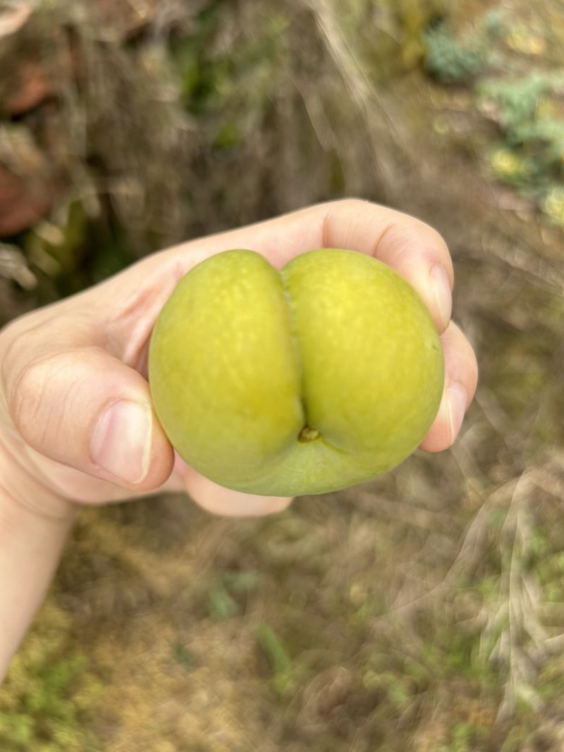 蜂糖李