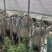多肉植物九尾狐