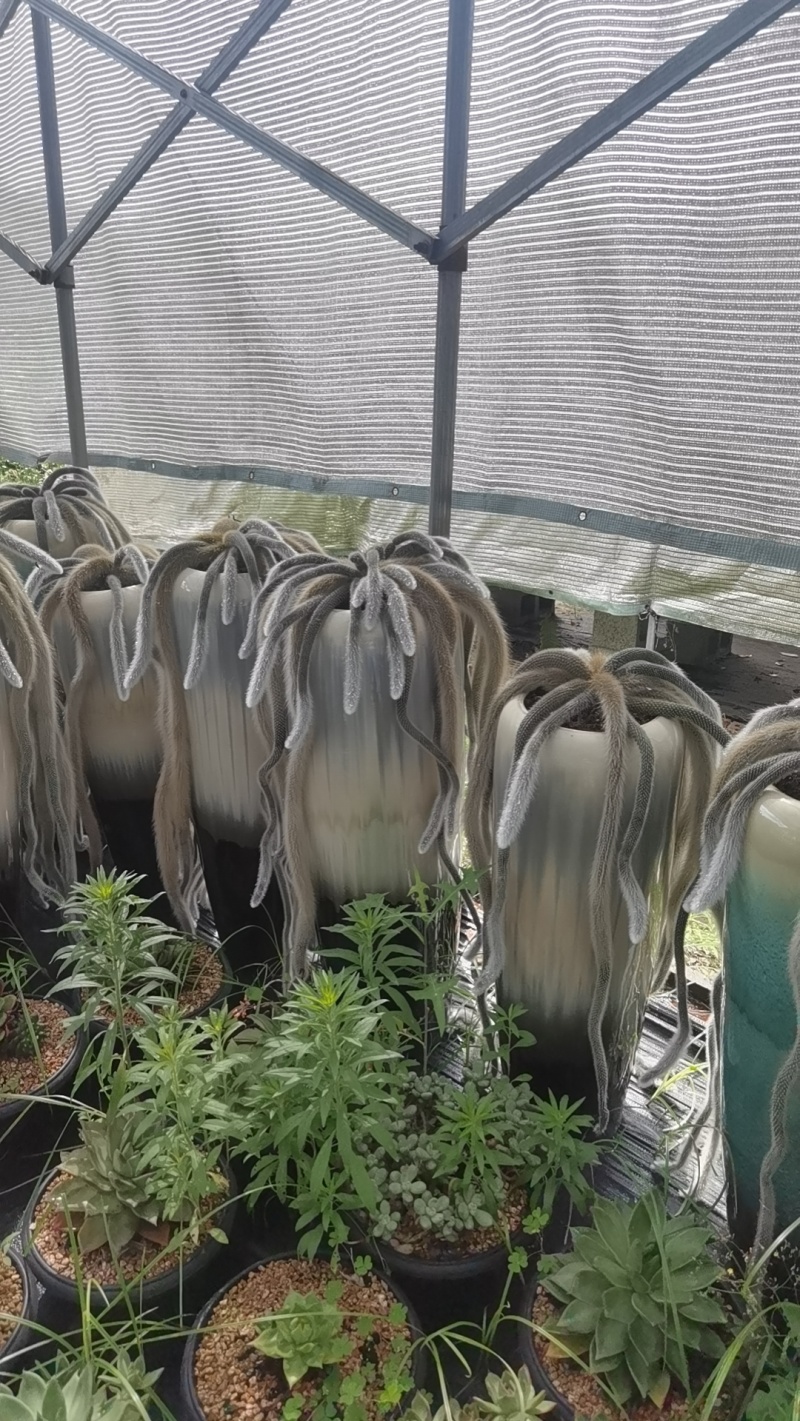多肉植物九尾狐