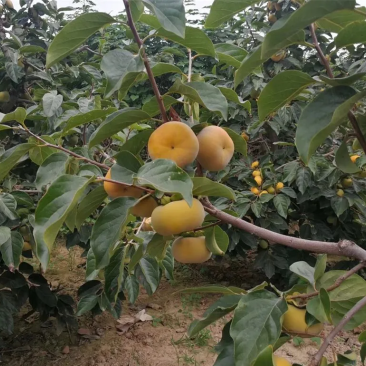 太秋甜柿
