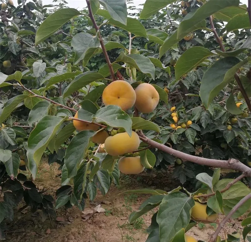 太秋甜柿