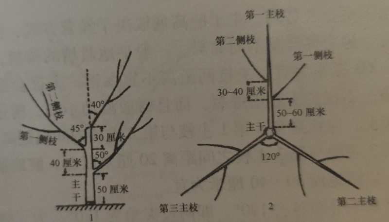 太秋甜柿