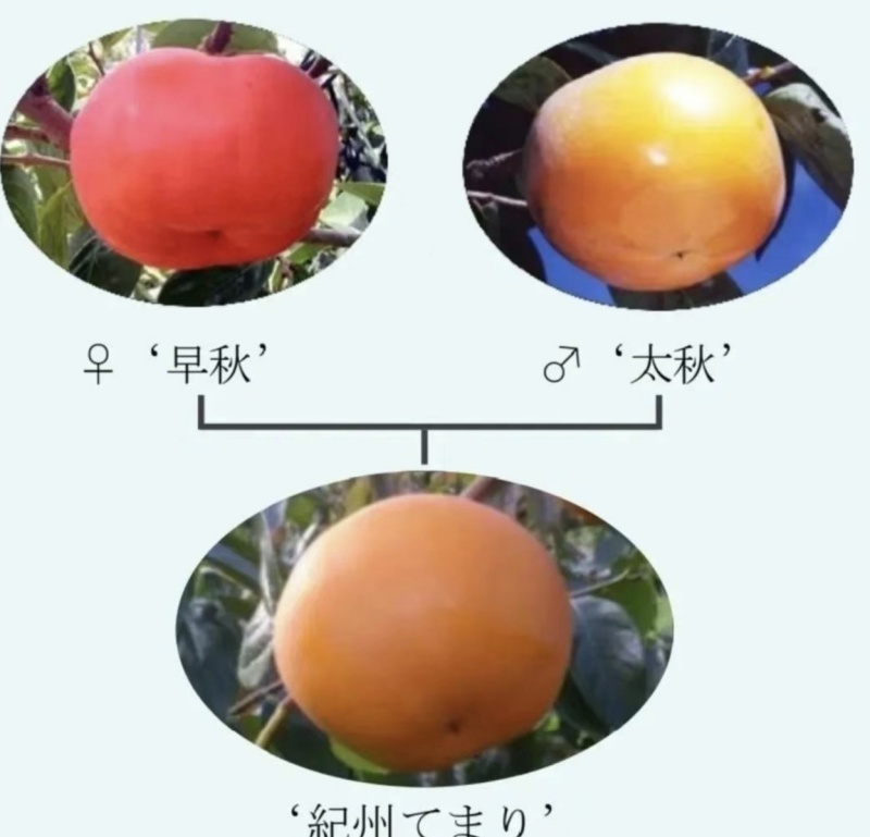 太秋甜柿
