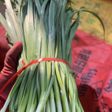 韭菜大中小