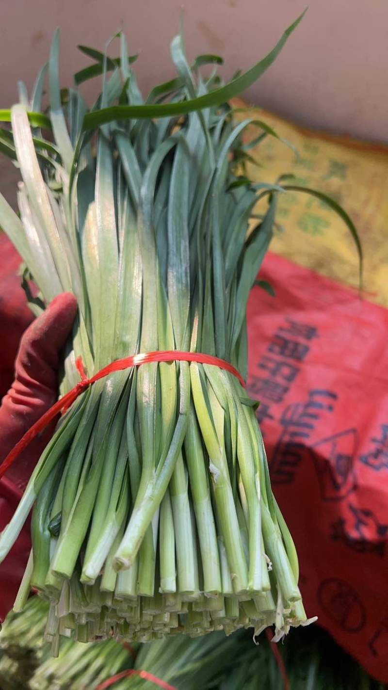 韭菜大中小