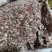 牛碎肉，5元一公斤。