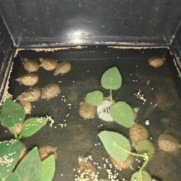 剃刀蛋龟4+左右，还剩97个，单价285，批发来谈，视频