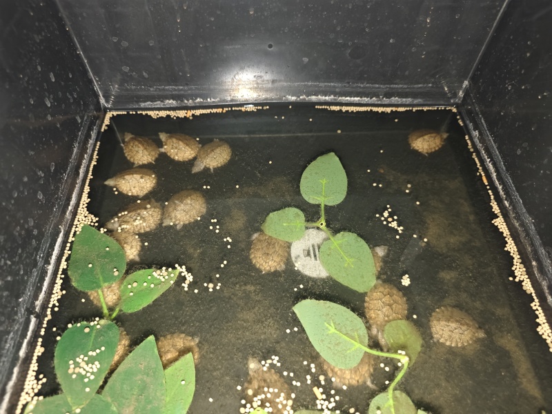 剃刀蛋龟4+左右，还剩97个，单价285，批发来谈，视频