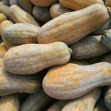 蜜本南瓜