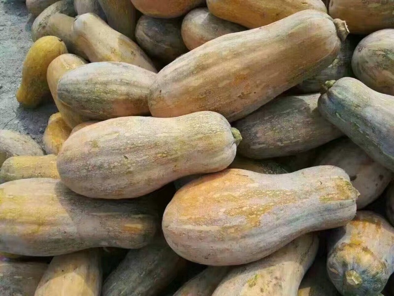 蜜本南瓜