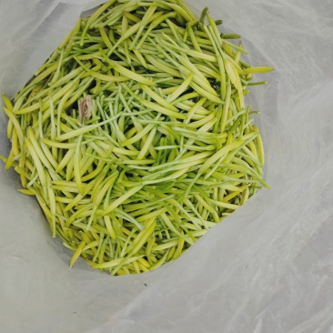 鲜黄花菜，现货，曰产五千斤，可预订