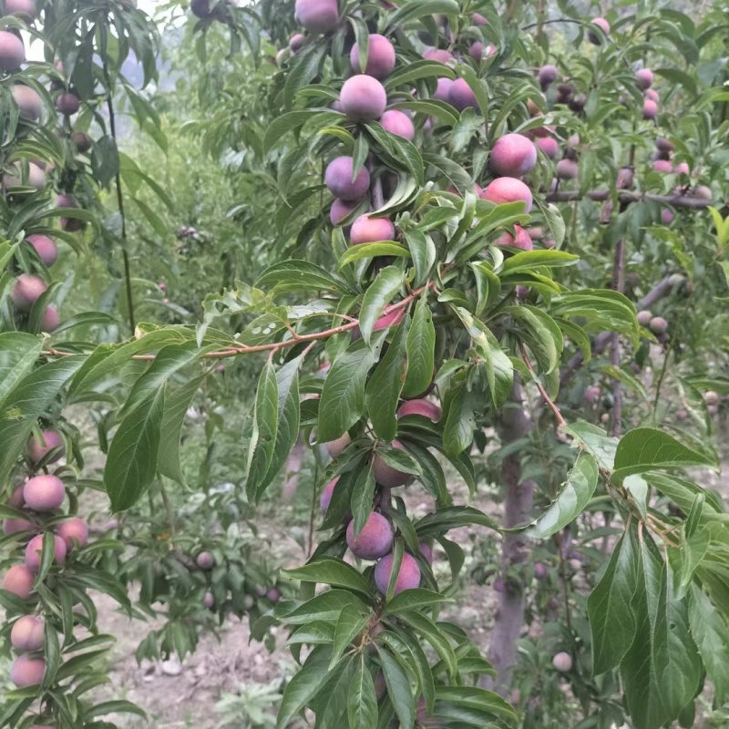 高原脆红李，(预售开始)