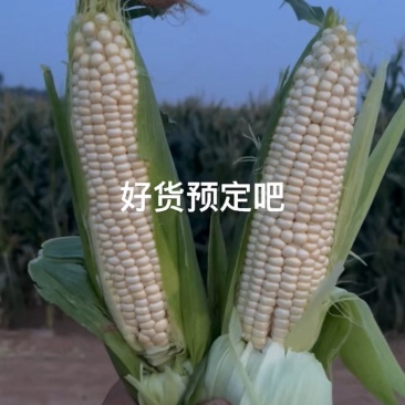 白诺玉米