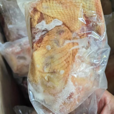 鸽子