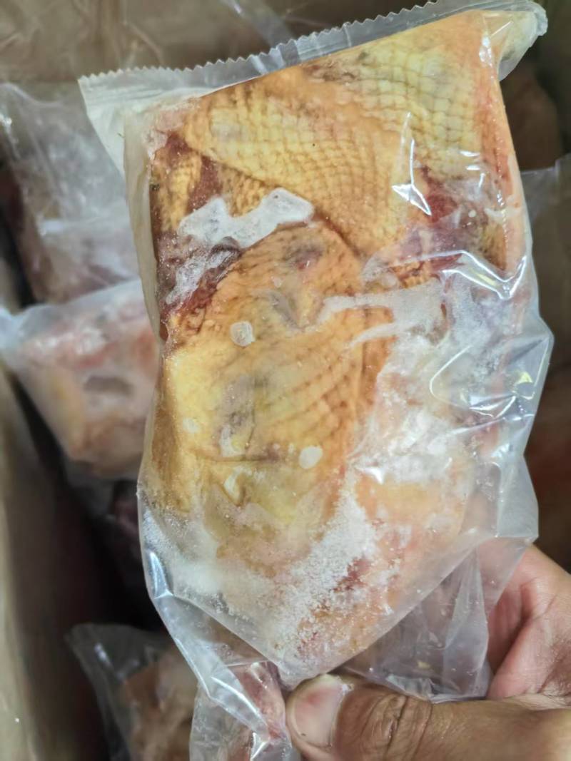 鸽子