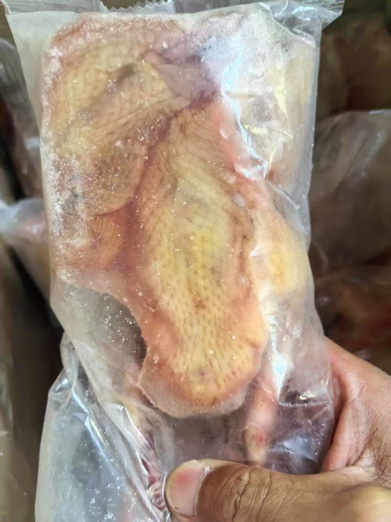 鸽子