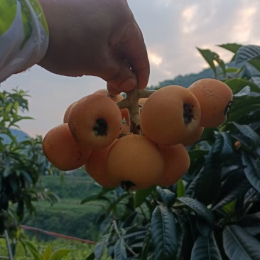 枇杷