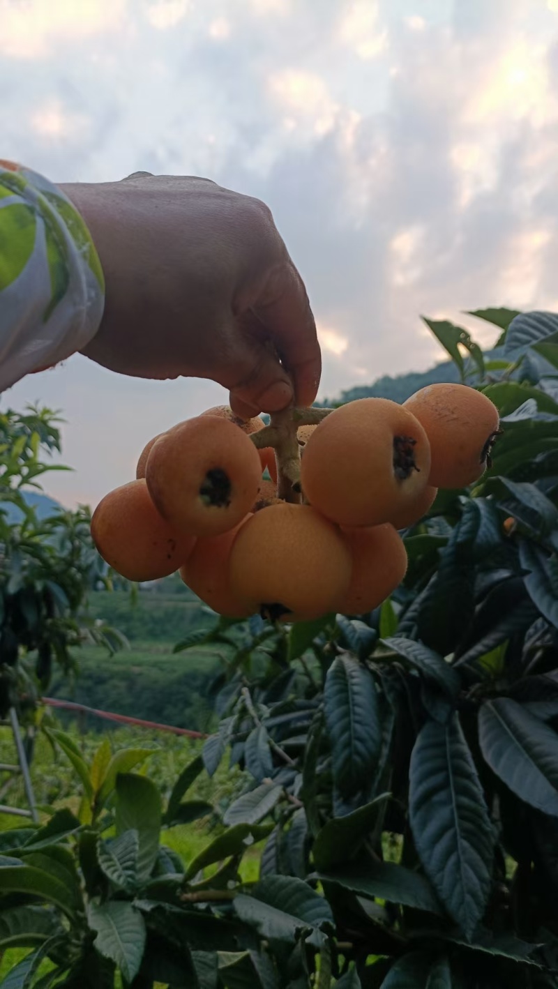 枇杷