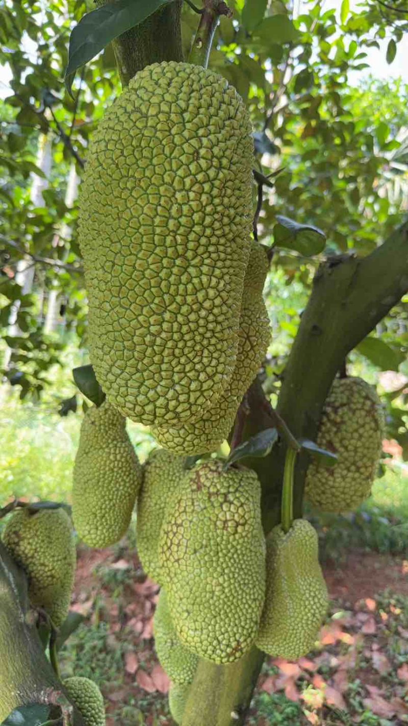 榴莲蜜大丁红，农场直供物美价廉，香甜可口！