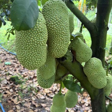 榴莲蜜大丁红，农场直供物美价廉，香甜可口！