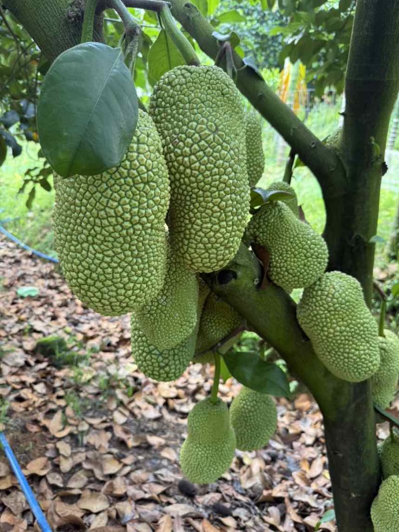 榴莲蜜大丁红，农场直供物美价廉，香甜可口！